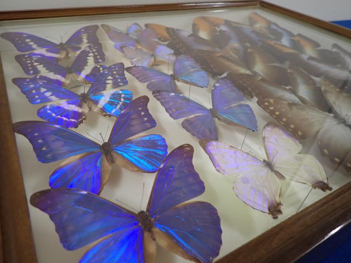 熱帯産の蝶の標本3
