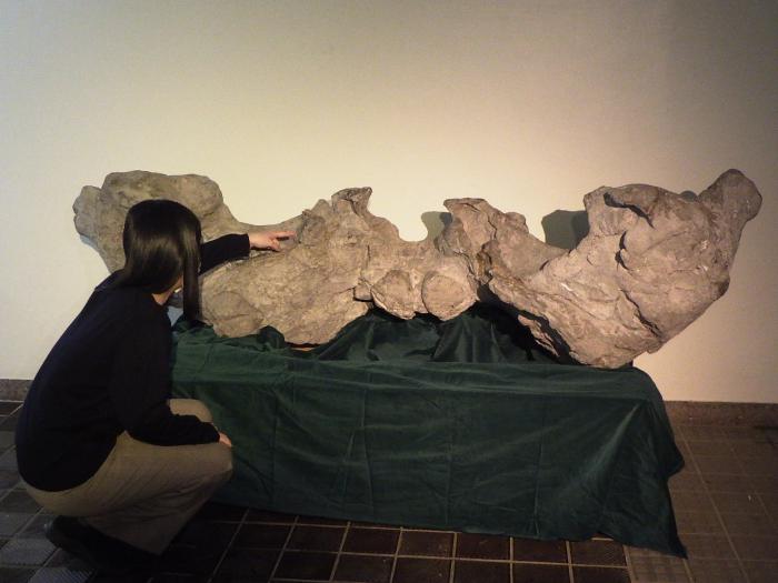 サッポロクジラ頭骨の化石