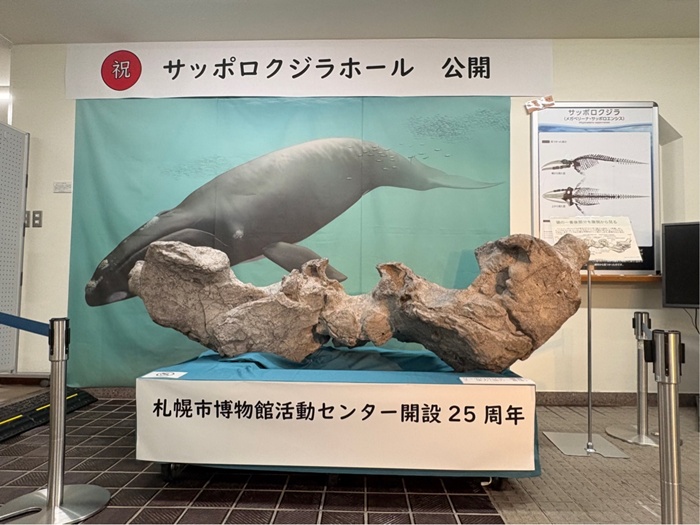 サッポロクジラ頭部の実物化石展示のようす
