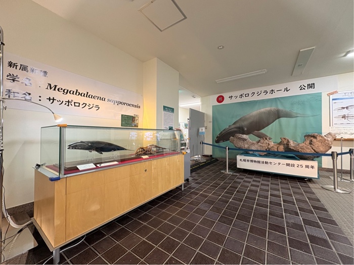 サッポロクジラホールのようす(模型展示)