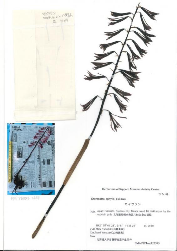 植物「モイワラン」の標本
