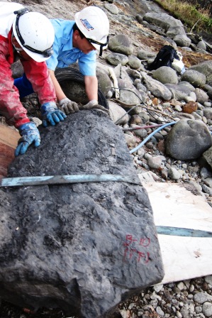 2011クジラ化石発掘の様子4
