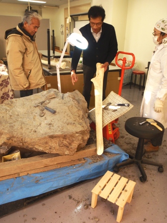 小金湯産クジラ化石の骨の部位を確認中