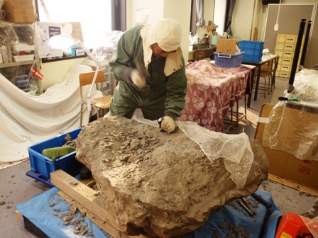 小金湯産クジラ化石クリーニング作業札幌自然史研究会