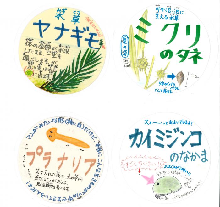 山崎さんリレーコラム画像（水槽のポップ）