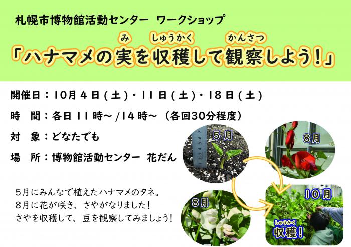 ワークショップ「花豆の実を収穫して観察しよう」のポスター