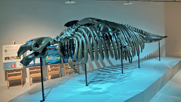 サッポロカイギュウ（AOAOSAPPOROの展示）