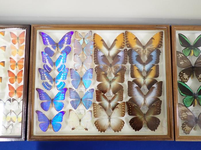 札幌市博物館活動センター所蔵の熱帯産の蝶の標本