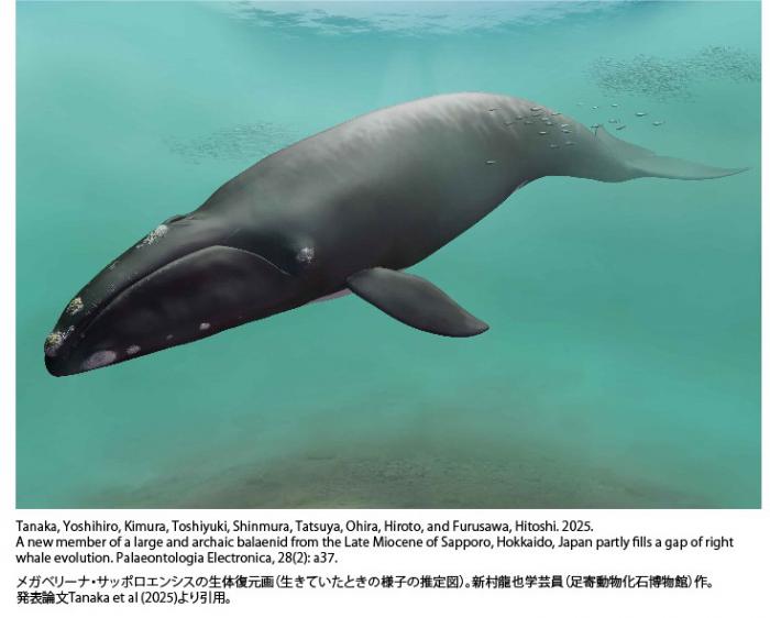 サッポロクジラの生体復元画