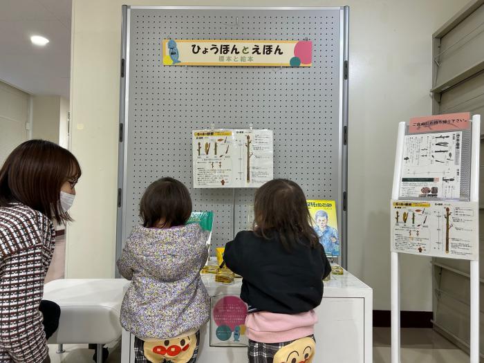 標本と絵本・冬芽