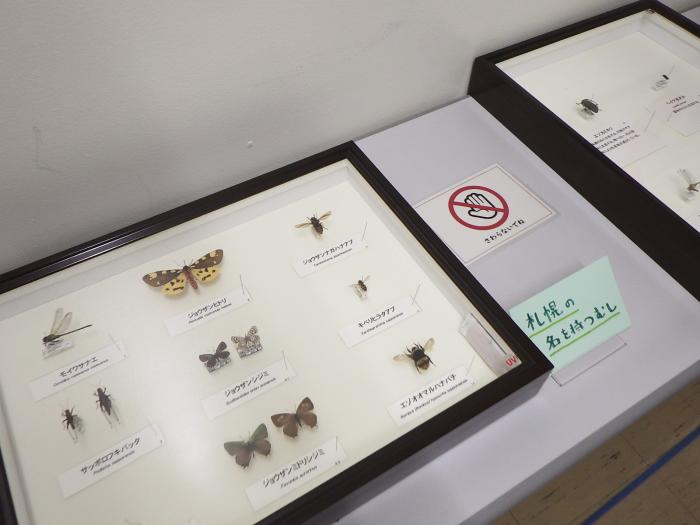 1月10日のミュージアムトーク当日限定で展示された昆虫標本