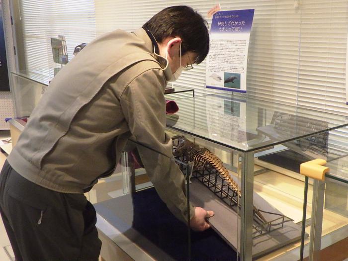サッポロクジラ模型の入替をする田中学芸員