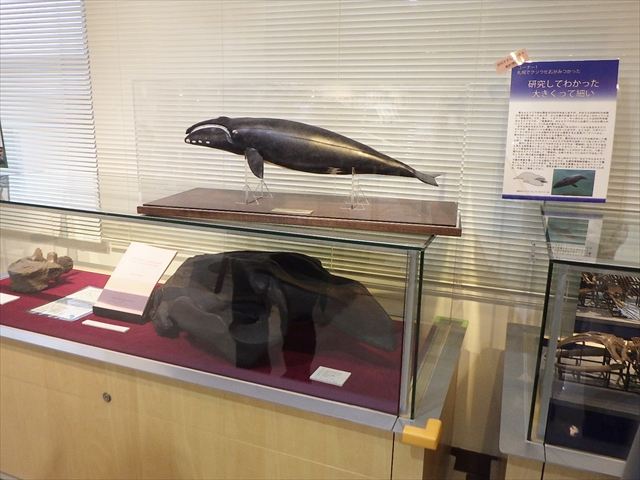 サッポロクジラ模型全体