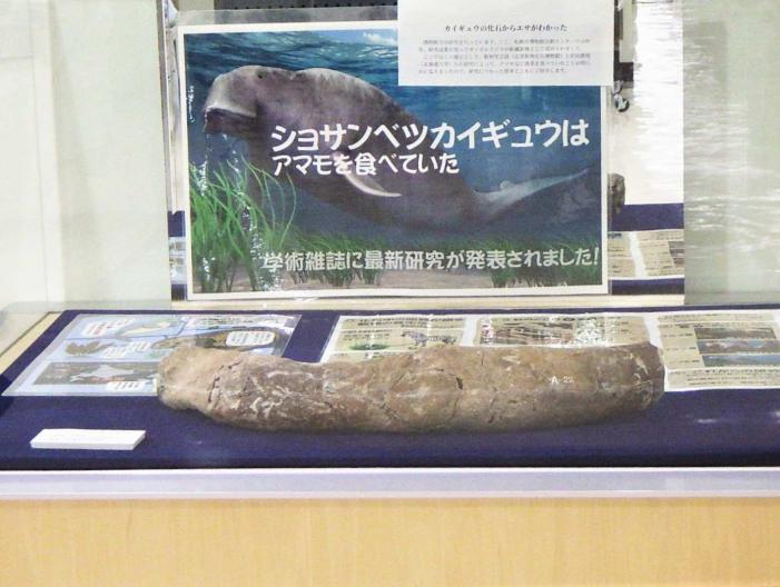 2026年4月28日から始まるカイギュウミニ展示の様子