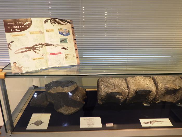 広報さっぽろ2026年2月号南区版の冊子とサッポロクジラの化石