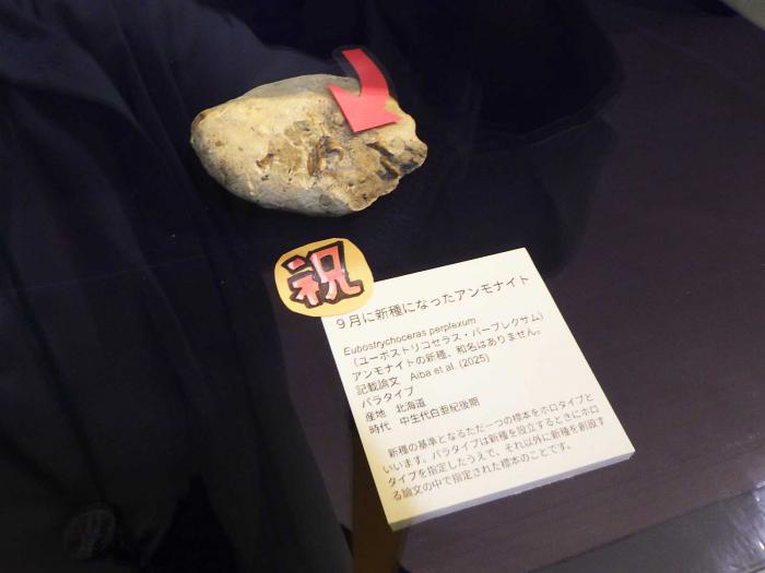 アンモナイト化石