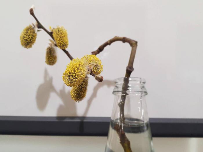 ヤナギの花