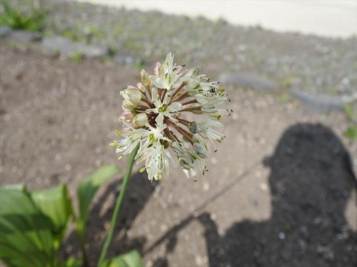 ギョウジャニンニクの花
