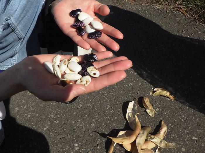 収穫した豆とそのさや