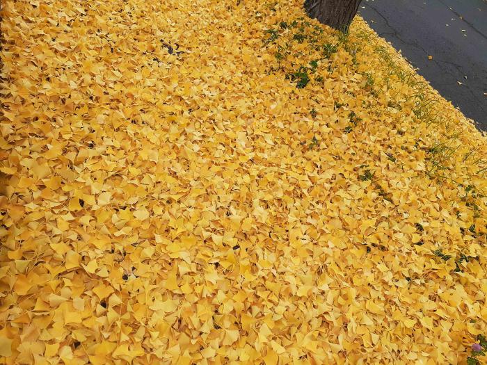 イチョウの落ち葉