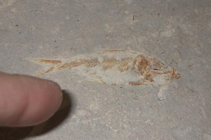小魚