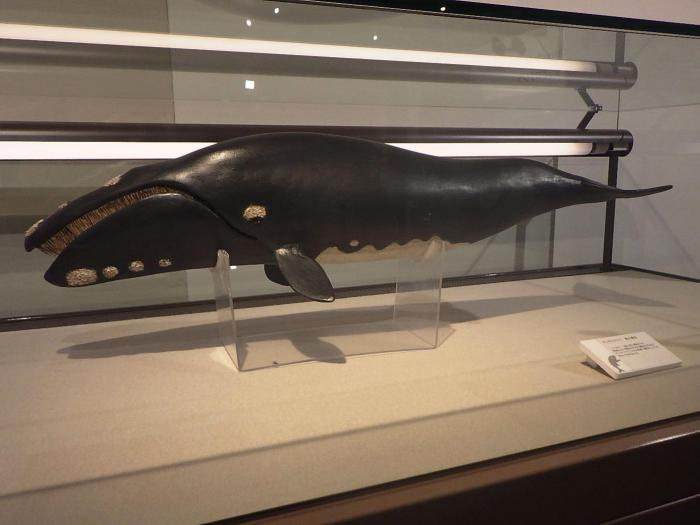 クジラの化石展模型