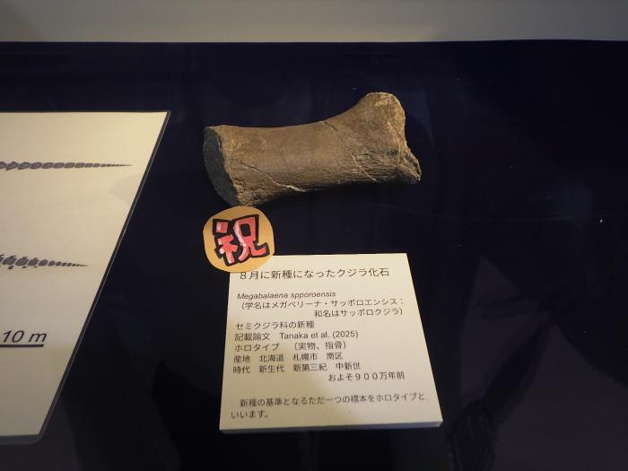 クジラ指の化石