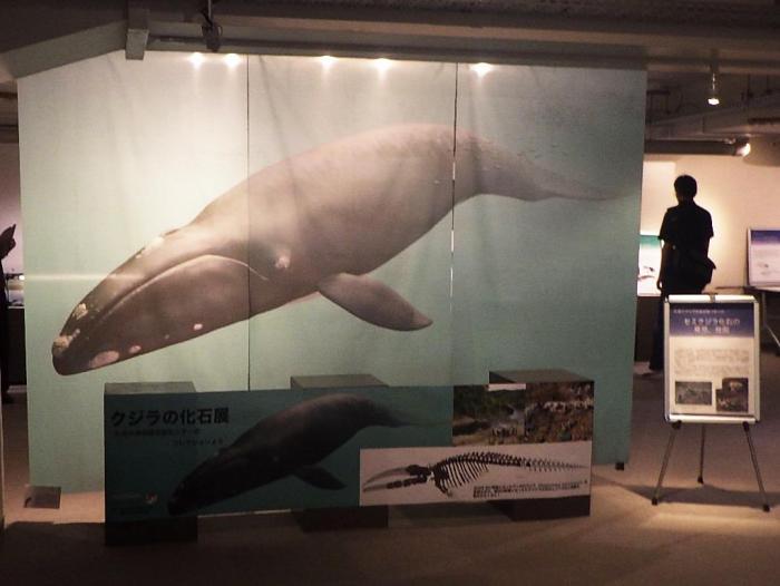 クジラの化石展示垂れ幕