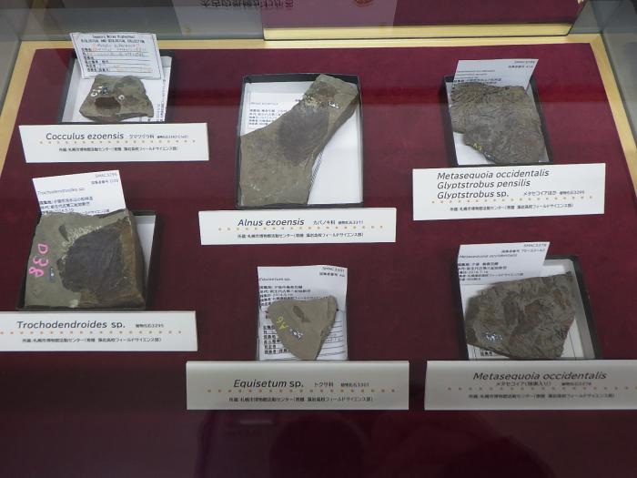 企画展で展示されている植物化石