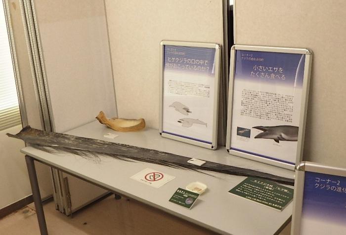 展示しているクジラヒゲの写真