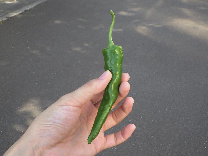 さっぽろなんばん実