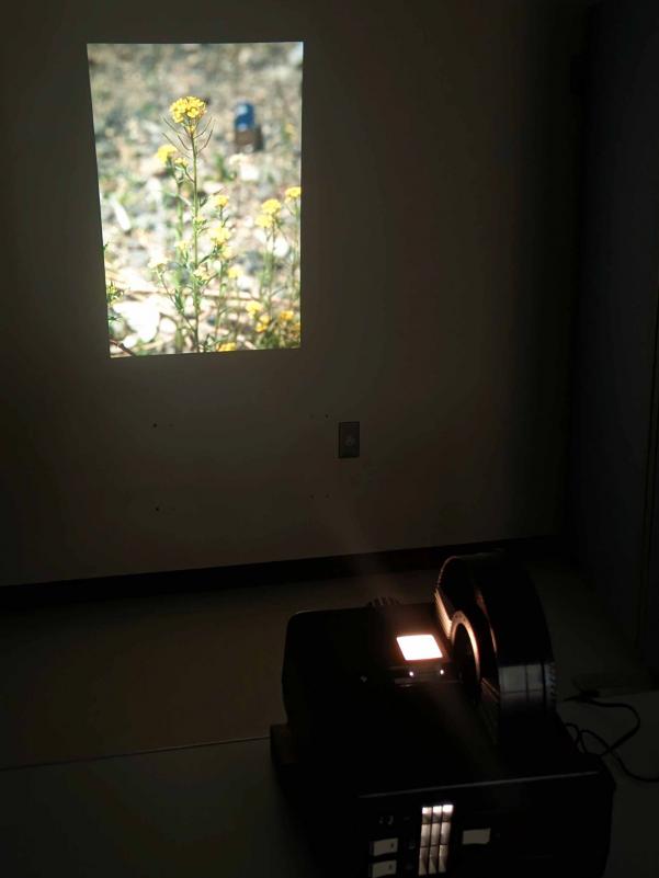 ススキノスライドショーの様子