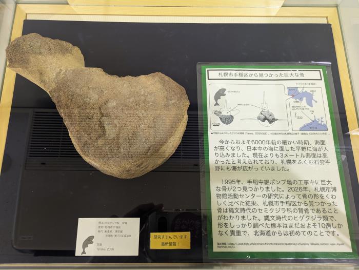 手稲のクジラ化石の展示風景