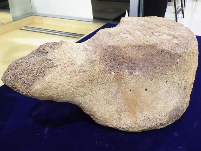 手稲のクジラ化石を横から見た写真。スポンジ状の骨の組織が見えている。