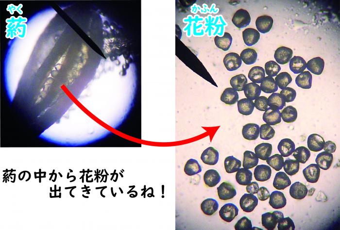 葯と花粉の写真。細長いカプセル状の葯から、小さな粒状の花粉がいくつも出てきている。