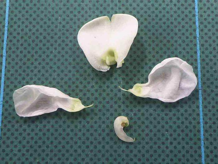 ハナマメの花冠を解剖した写真