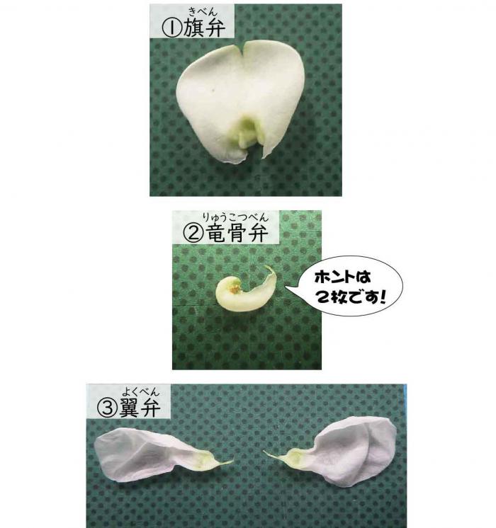 ハナマメの花弁の写真4つのパーツに分かれている。