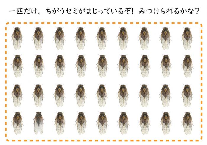 クイズ1