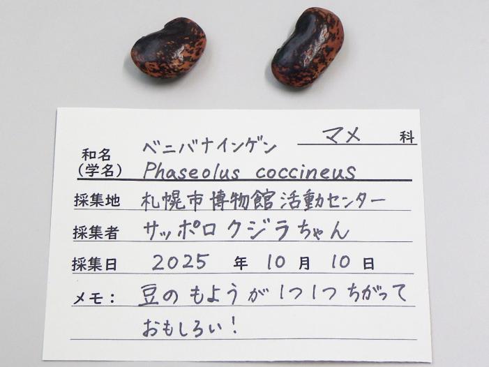 ベニバナインゲンのラベル