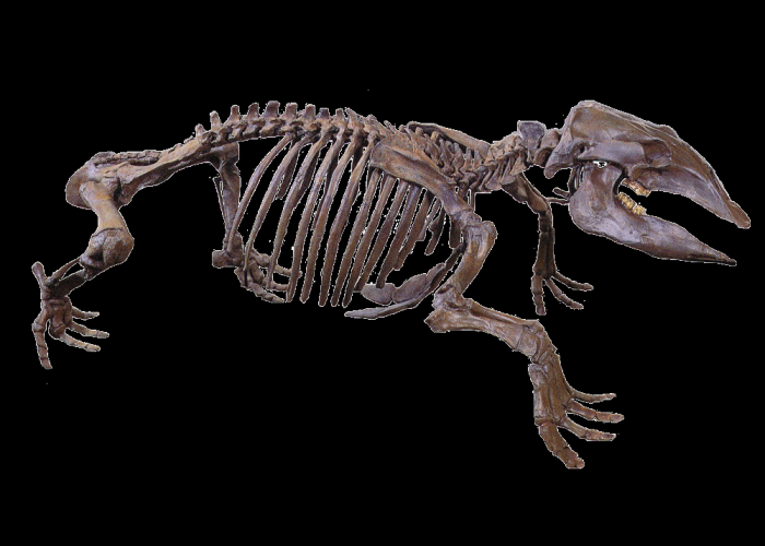 デスモスチルス骨格標本