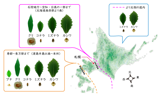 北海道のドングリ