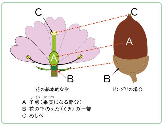 ドングリ図