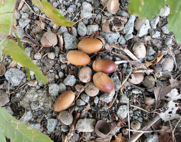 ドングリが落ちている様子