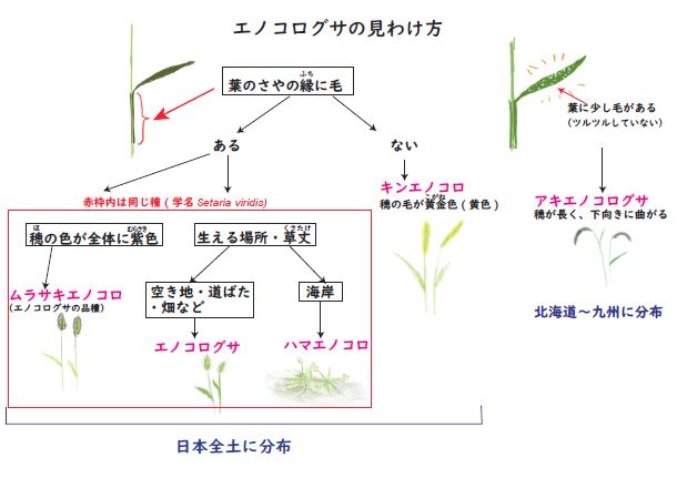 エノコログサ見わけ方