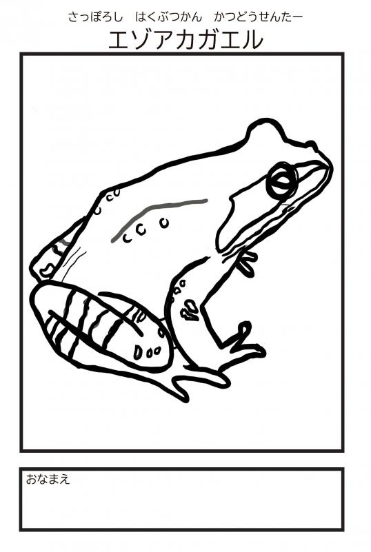 エゾアカガエルぬりえ