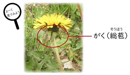 道ばたの植物 タンポポ意外とすごかった 札幌市