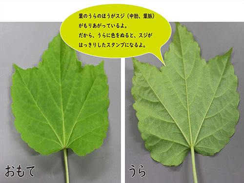 葉っぱの表と裏