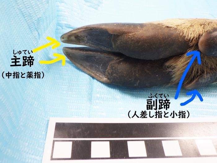 蹄写真