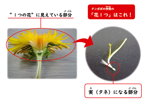 タンポポの花の一つ一つ