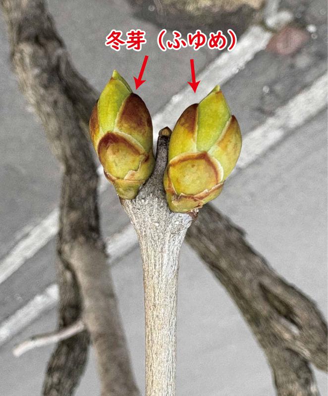 冬芽の写真。うろこ状になっている。